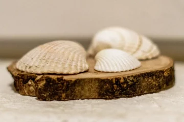 Drei Muscheln vom Strand liegen auf einer Holzscheibe