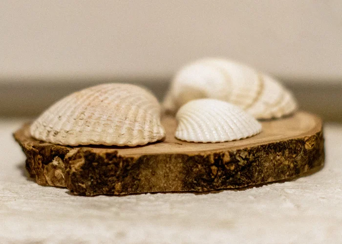 Drei Muscheln vom Strand liegen auf einer Holzscheibe